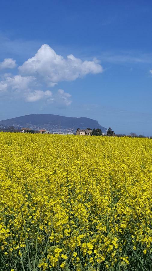 Villetta Del Conero Porto Recanati Εξωτερικό φωτογραφία